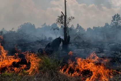 Ilustrasi Karhutla Di Kalteng