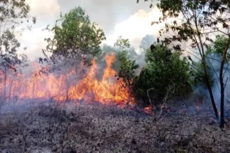Ilustrasi Kemarau Dan Karhutla
