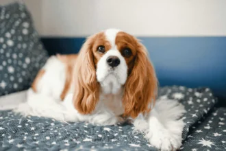 Kenapa Cavalier King Charles Spaniel Jadi Salah Satu Doggy Favorit Pecinta Hewa
