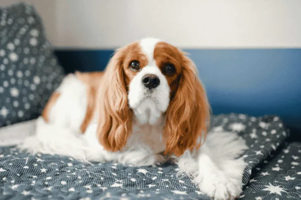 Kenapa Cavalier King Charles Spaniel Jadi Salah Satu Doggy Favorit Pecinta Hewa