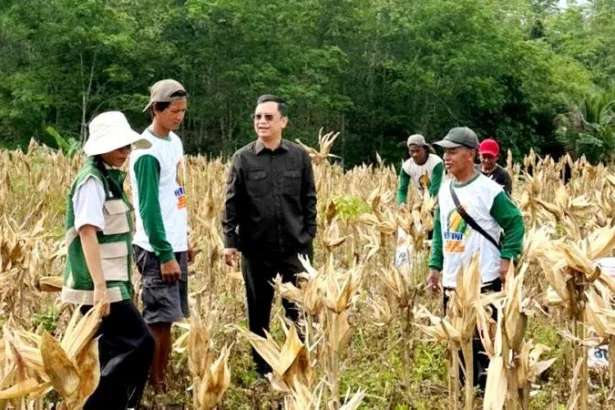 Panen Jagung