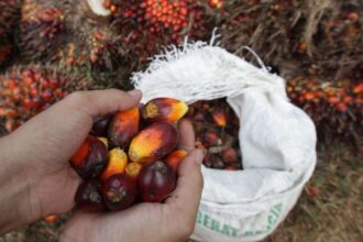 Skandal Cpo Kelapa Sawit