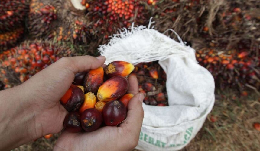 Skandal Cpo Kelapa Sawit