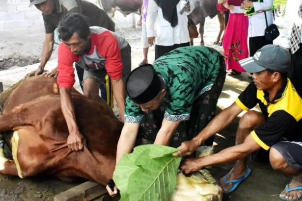 Syarat Menyembelih Hewan Kurban
