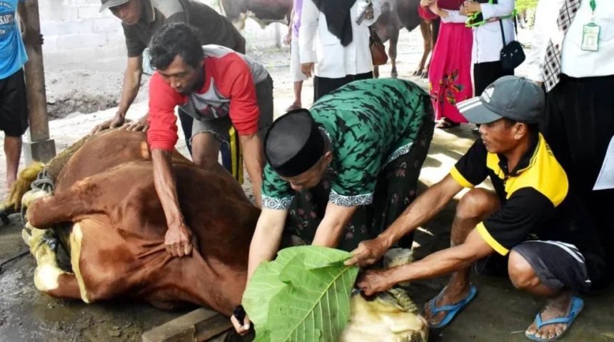 Syarat Menyembelih Hewan Kurban