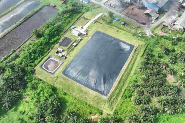 Holding Perkebunan Nusantara Perkuat Transisi Energi Bersih Melalui Perdagangan Karbon Ptpn Iv Palmco