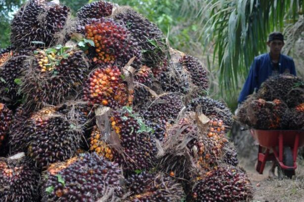 produksi kelapa sawit kalteng