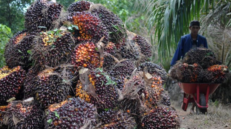 produksi kelapa sawit kalteng