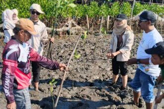 Program Rehabilitasi Mangrove