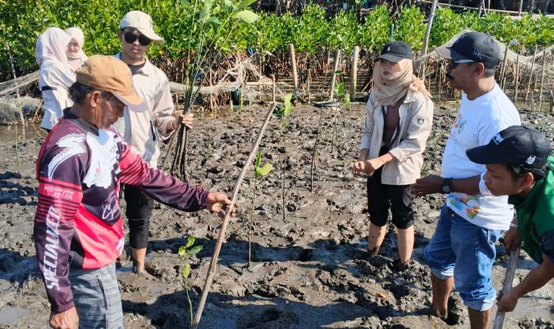 Program Rehabilitasi Mangrove