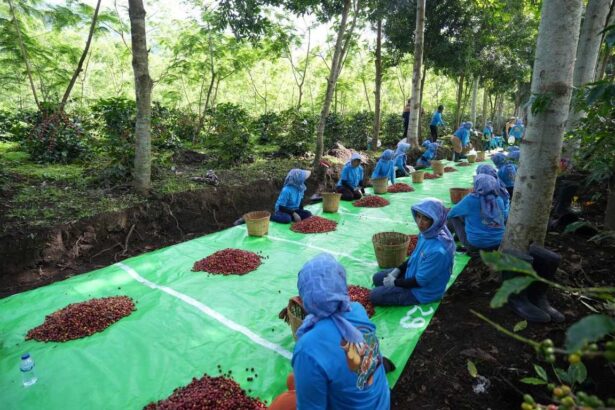 Produksi Kopi Ptpn Iv Palmco Melonjak 225 Persen