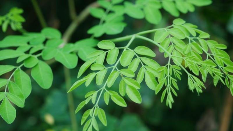 Ilustrasi Daun Kelor