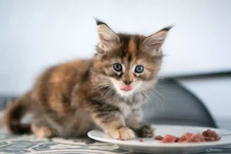 Makanan Kucing