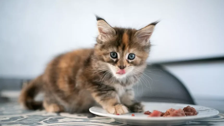 Makanan Kucing