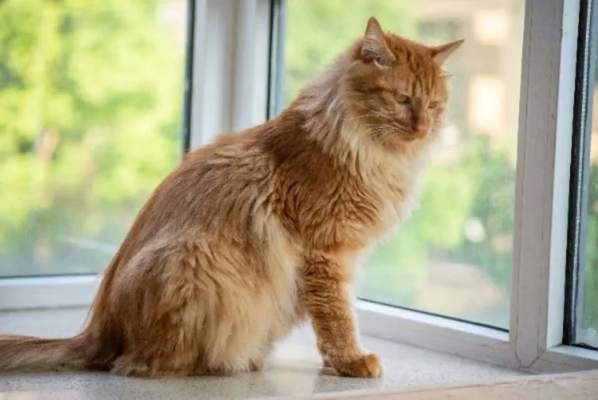 Unicharm Pet Indonesia