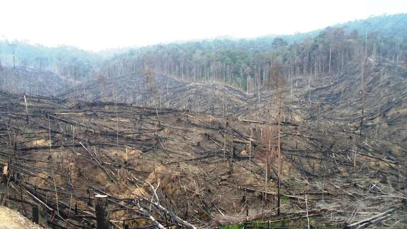 Bekas Lahan Terbakar