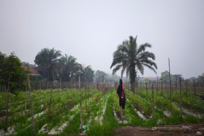 Kebun Holtikultura di Jl Simpei Karuhei IV, Kota Palangka Raya.