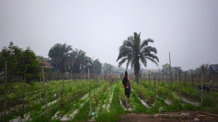 Kebun Holtikultura di Jl Simpei Karuhei IV, Kota Palangka Raya.