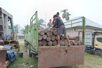 Pembalakan Liar